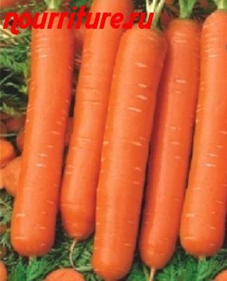 Морковь сорта "сластёна"