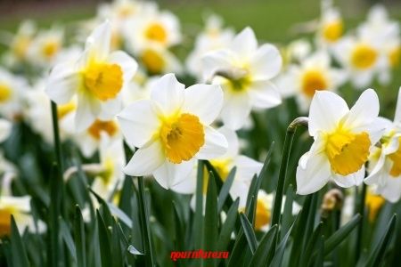 Нарцисс - цветок любви, страсти и здоровья