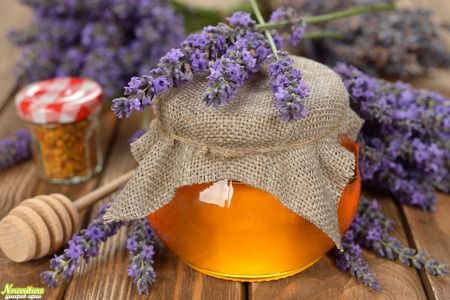 Лавандовый мёд: свойства лавандового мёда