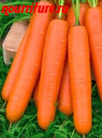 Морковь сорта "карамелька"