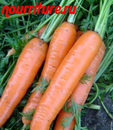 Морковь сорта "услада"