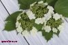 Настой сухих цветков калины для лечения злокачественных опухолей 