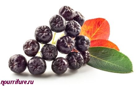 Настой из сушёных ягод черноплодной рябины при гипертонии и сахарном диабете