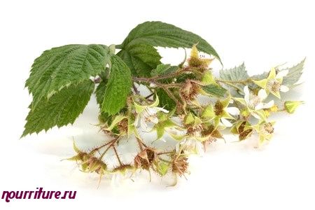 Настой из цветков и листьев малины для спринцевания при геморрое и женских половых заболеваниях
