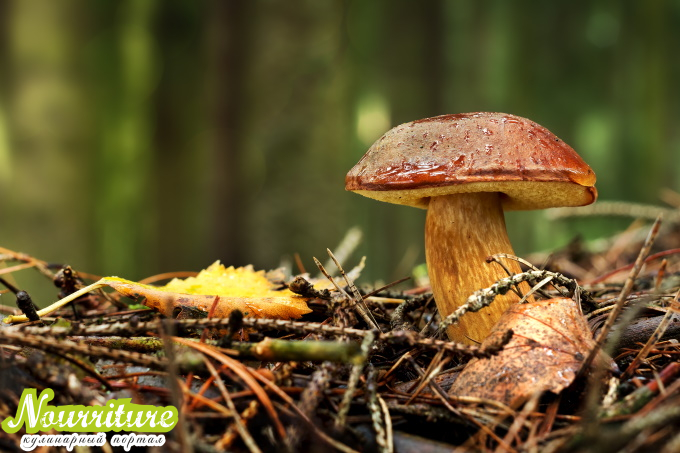 Польский гриб: полезные свойства польского гриба