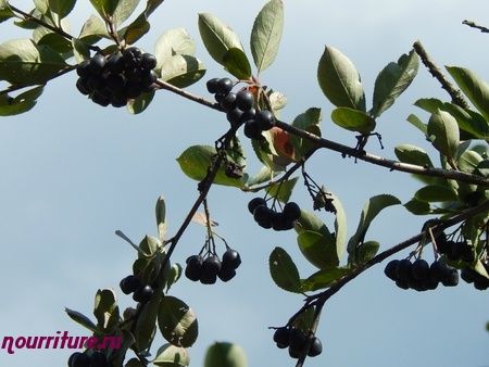 Пюре из ягод черноплодной рябины и чёрной смородины 