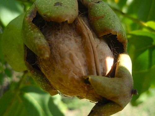 Настой листьев грецкого ореха для полосканий ротовой полости