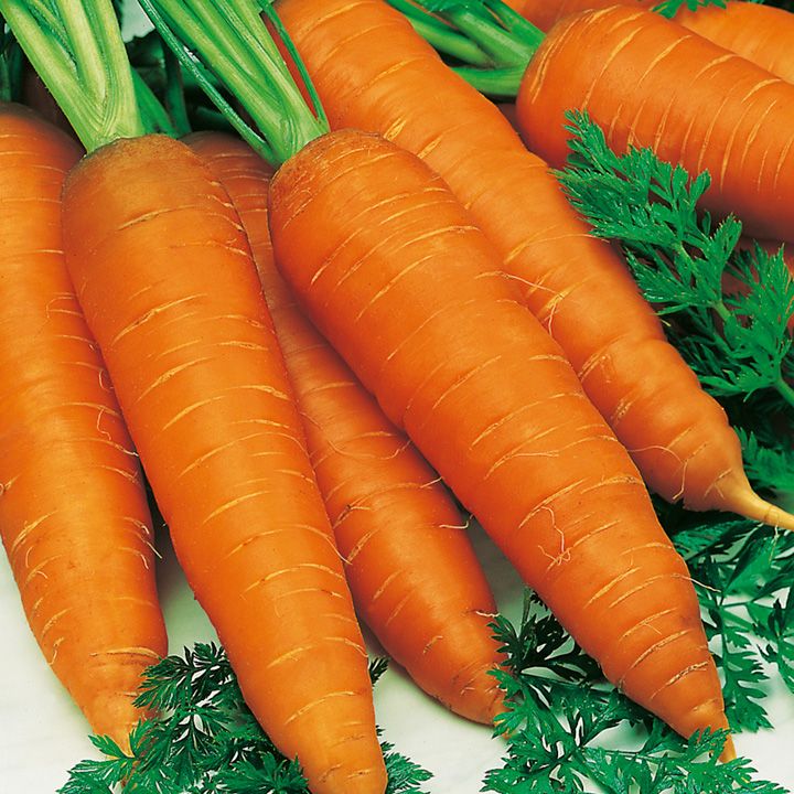 Настой морковной ботвы при болезнях вен и сосудов
