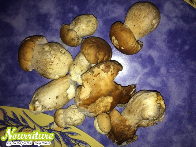 Белый гриб: полезные свойства белых грибов