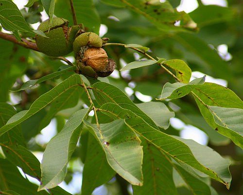 Диабетический чай из листьев грецкого ореха