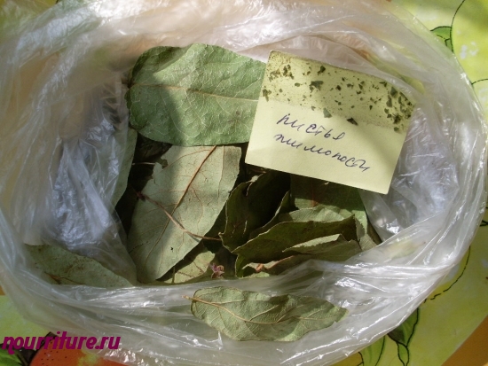 Настой листьев жимолости при болях в ЖКТ и поносе