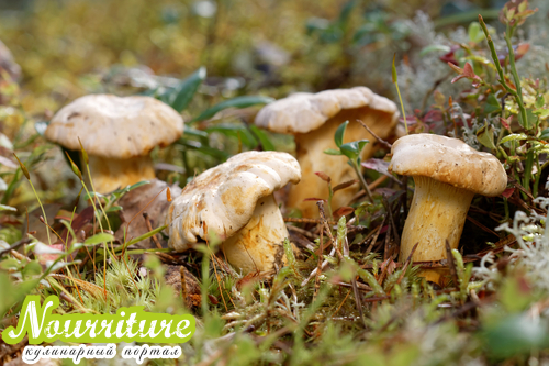 Лечение грибами: полезные свойства лисичек