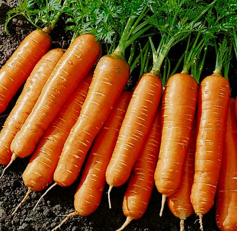 Морковь сорта "артек" (украинская селекция)