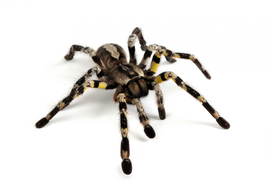 Сонник тарантул