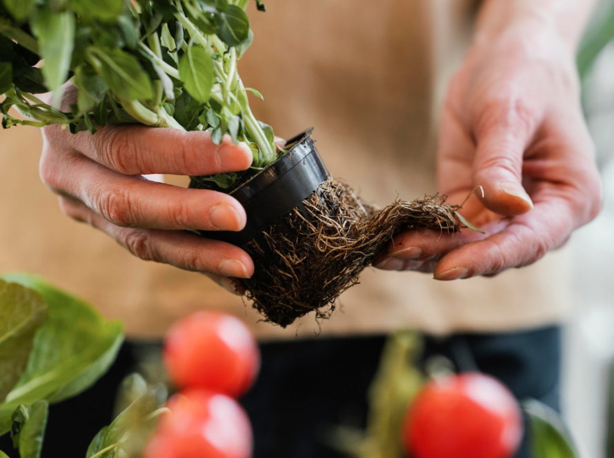 Сонник корни