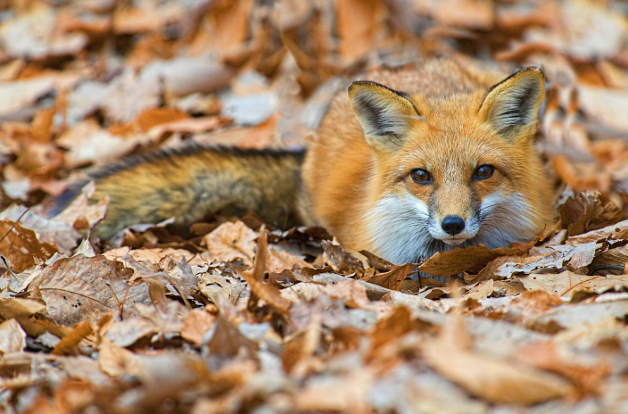 Сонник лиса