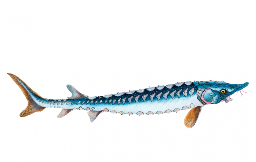 Сонник осетр