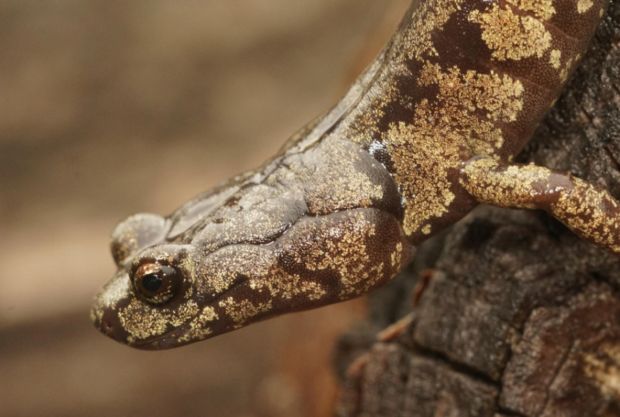 Сонник тритон