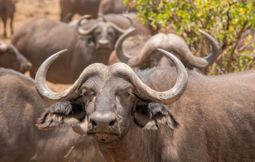 Сонник рога