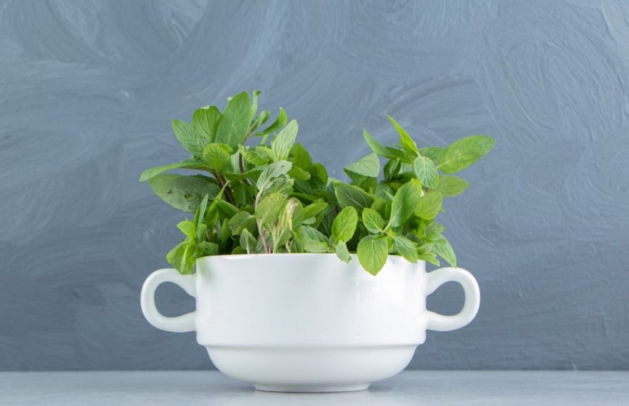 Сонник мята