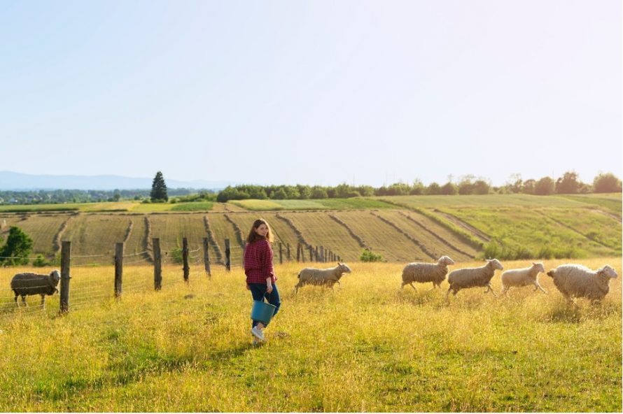 Сонник пастух