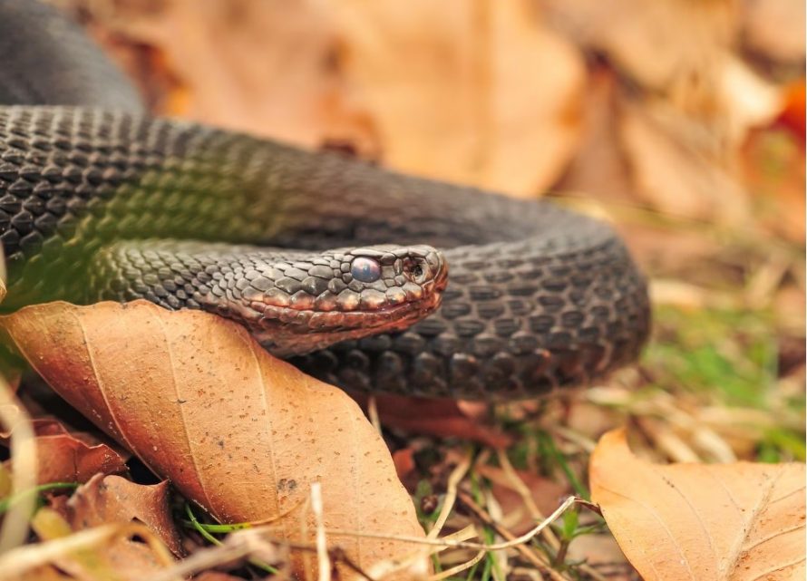 Сонник гадюка