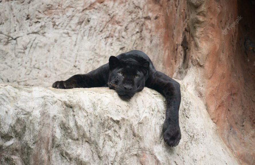 Сонник пантера