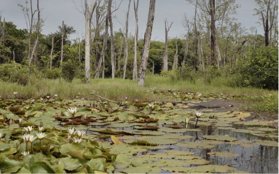 Сонник кваканье