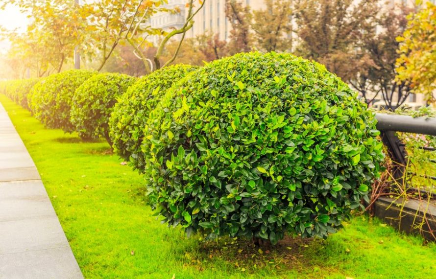 Сонник кусты