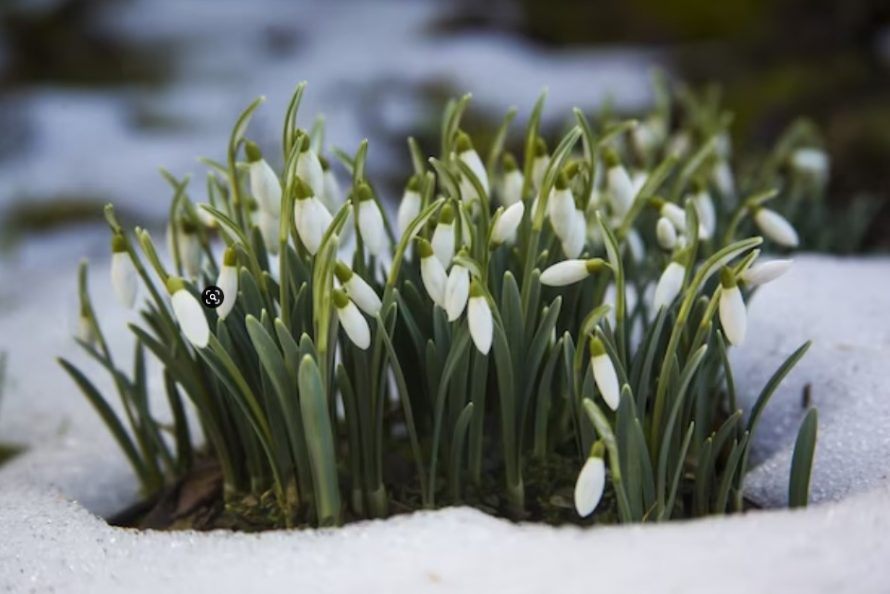 Сонник подснежник