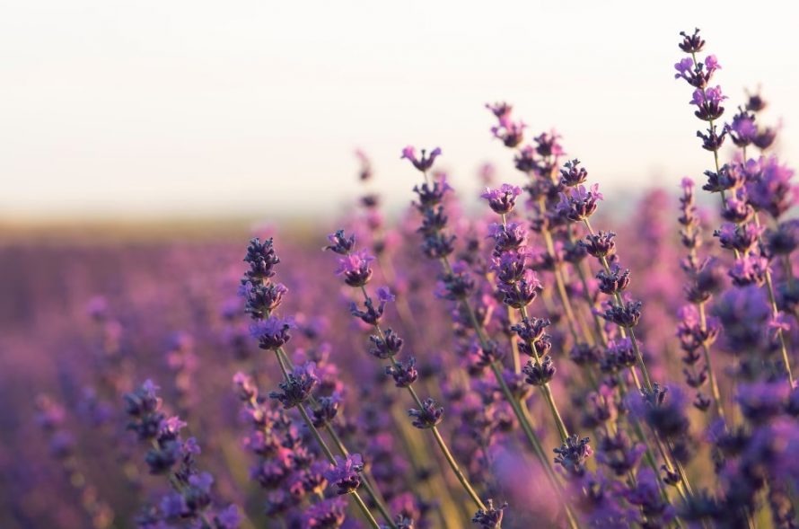 Сонник лаванда