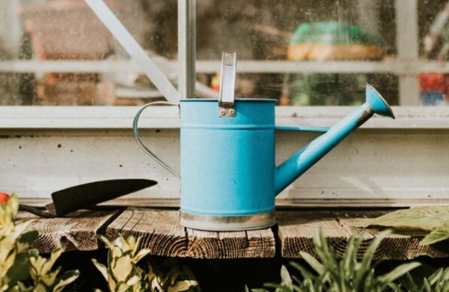 Сонник лейка