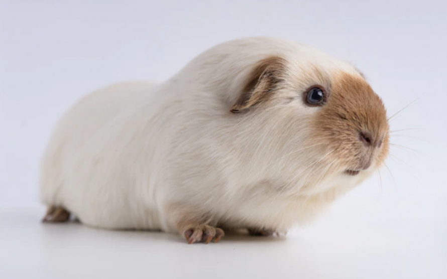 Сонник морская свинка