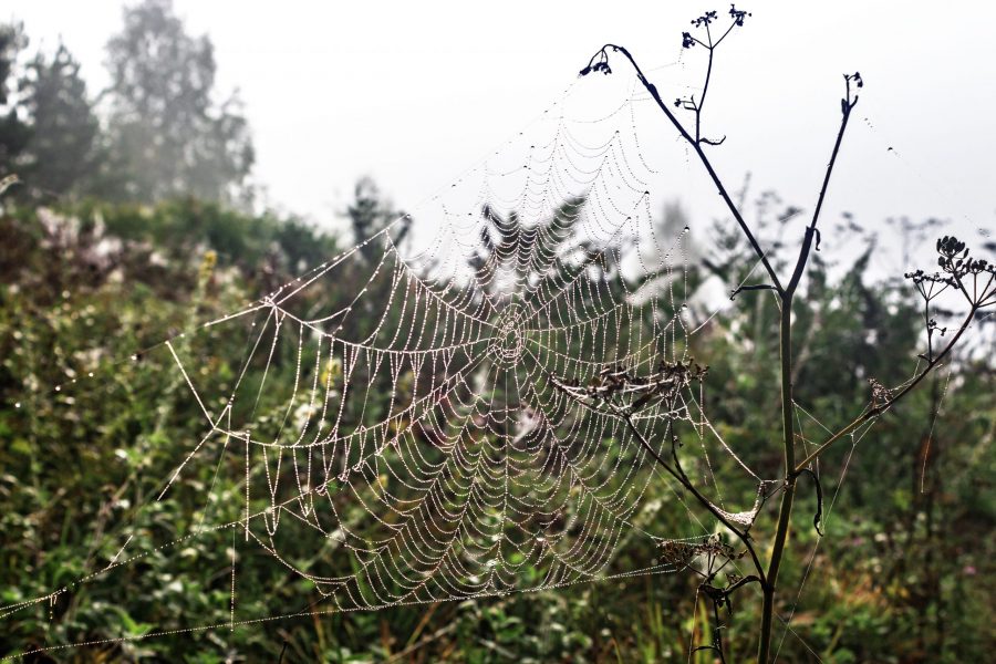 Сонник тонкая паутина