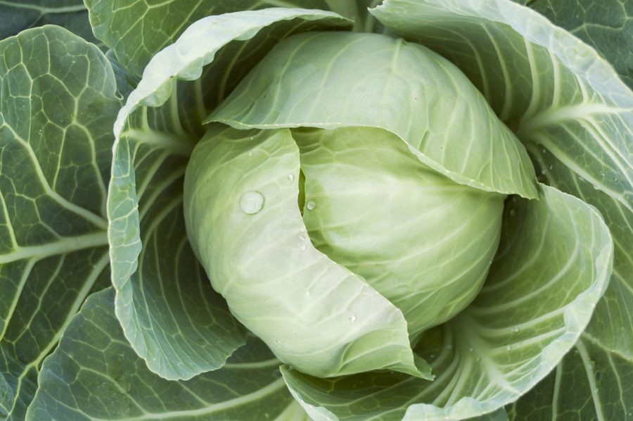 Сонник капуста