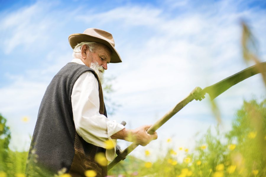 Сонник коса