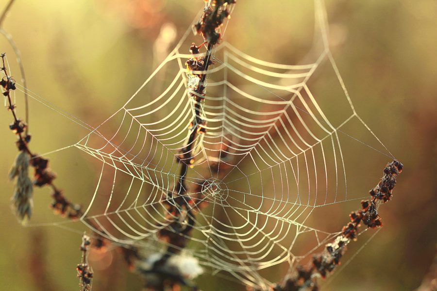 Сонник паутина