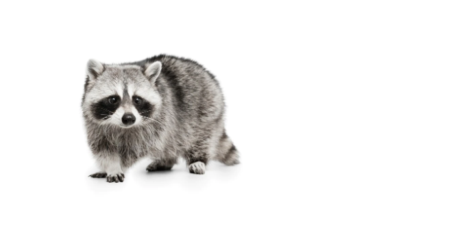 Сонник енот