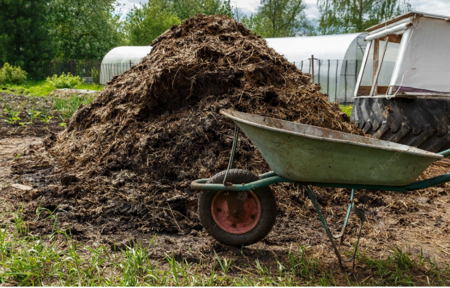 Сонник навозная куча