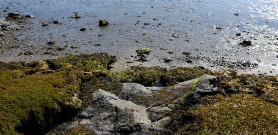 Сонник отлив