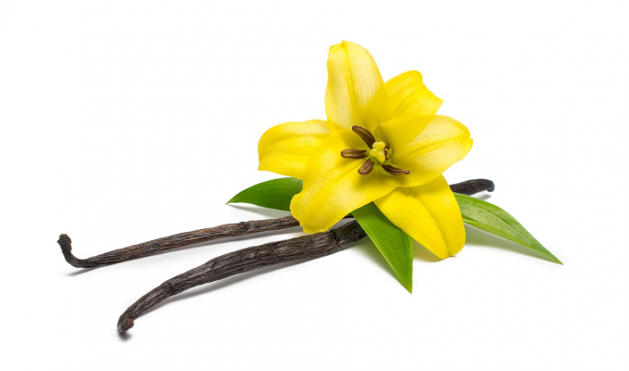 Сонник ваниль