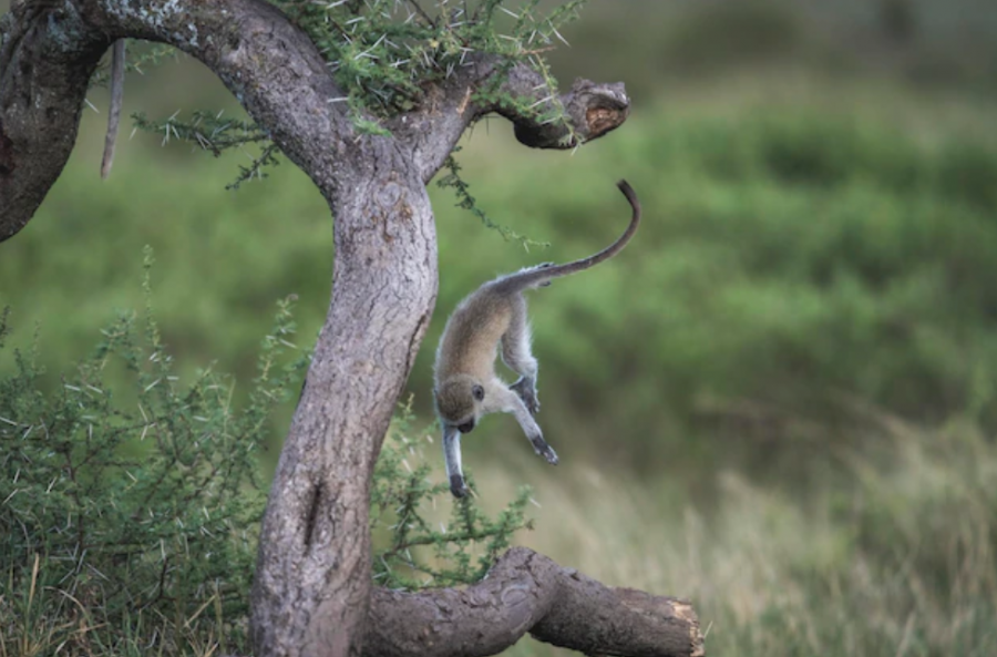 Сонник обезьяна-верветка