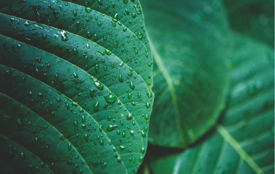 Сонник зеленый