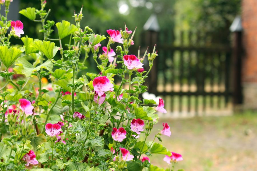 Сонник калитка