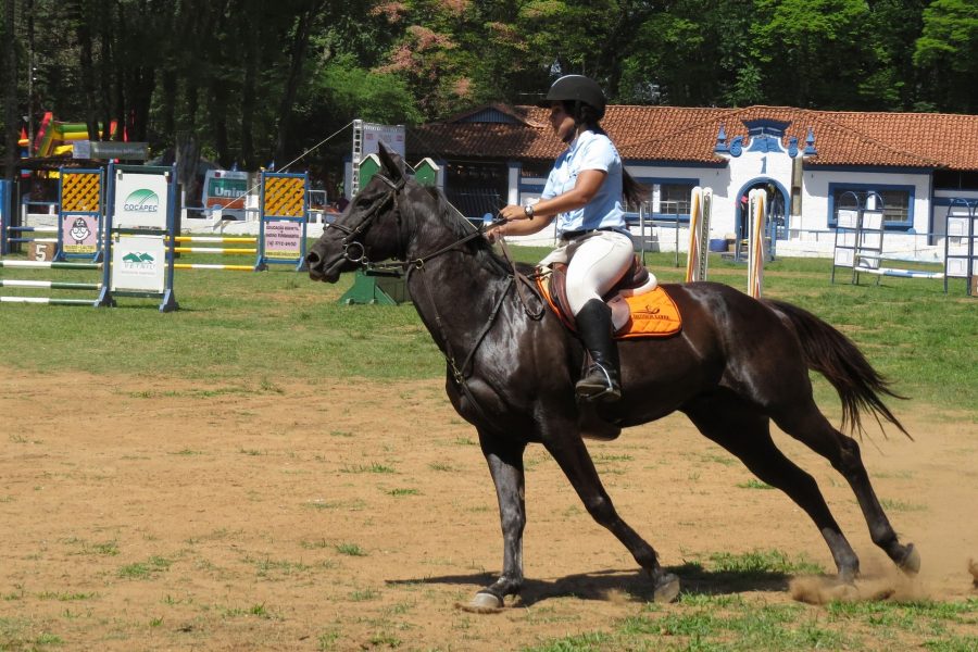 Сонник верховая езда