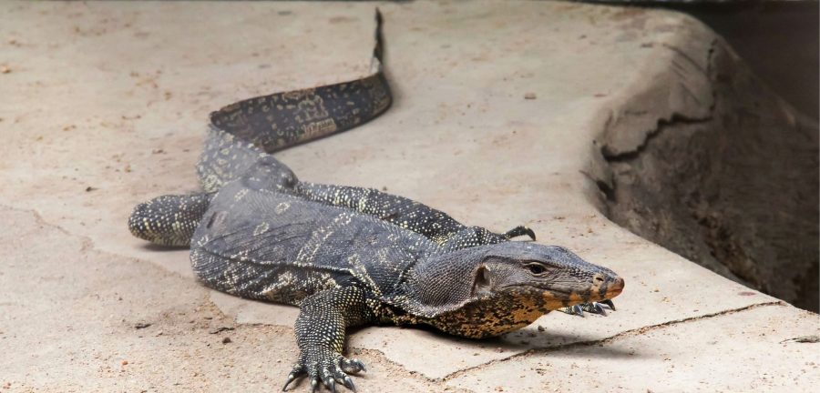 Сонник варан