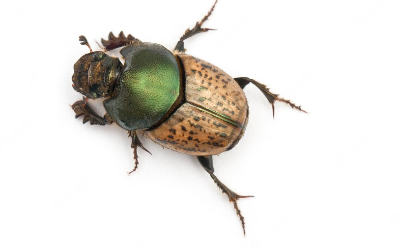 Сонник скарабей