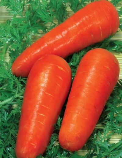 Морковь сорта "красавка" (украинская селекция)