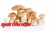 Белые грибы, жаренные с петрушкой