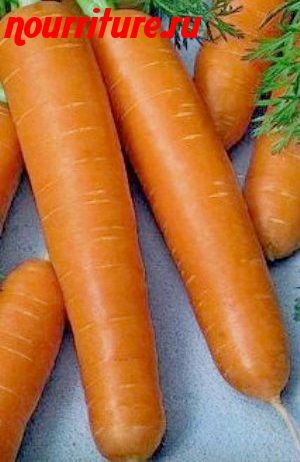 Морковь сорта "самсон" (голландская селекция)